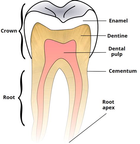 Child and Adult Dentition (Teeth) - Structure - Primary - Permanent ...