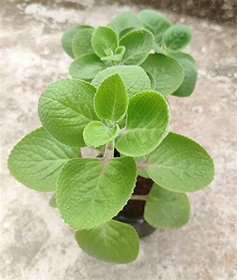 Ajwain Live Herbal Plant With Pot | Oregano Ayurvedic Medicinal Plants ...