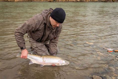 Best Flies for Steelhead Fishing, Including Egg and Worm Patterns