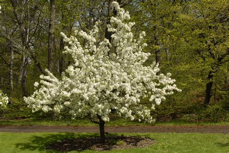 flowering crabapple | Malus White Angel™ Photo by Ivo M. Ver… | The New ...