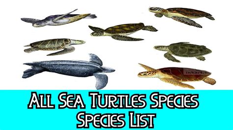 All Sea Turtles Species - Species List - YouTube