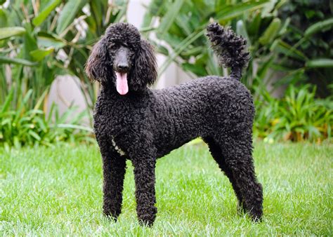 French Poodle Dog Names