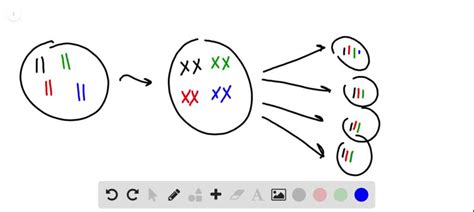 SOLVED: A fruit fly has four chromosomes. The zygote formed by the ...