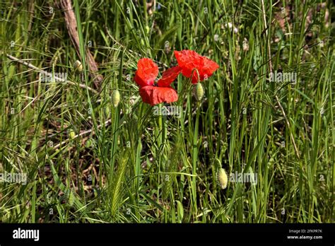 Poppies in the grass seen up close Stock Photo - Alamy