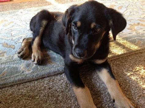 Black Lab x German Shepherd = awwwww | Lab mix puppies, Cute dogs, Dogs ...