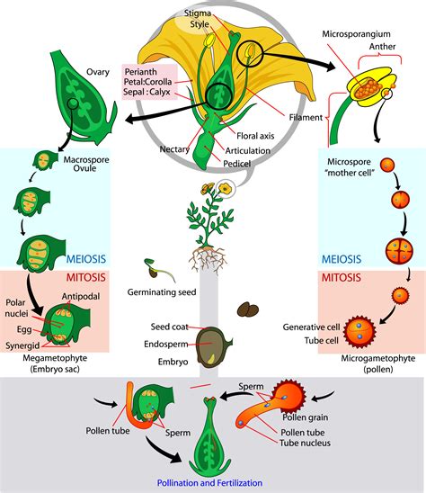 13.3 Meiosis – The Science of Plants