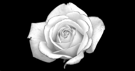 Black And White Roses Wallpaper - WallpaperSafari