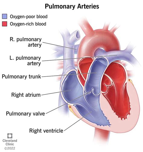 Pulmonary Arteries: What They Are & What They Do