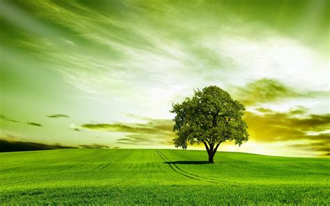 🔥 [30+] Tree Nature Wallpapers | WallpaperSafari