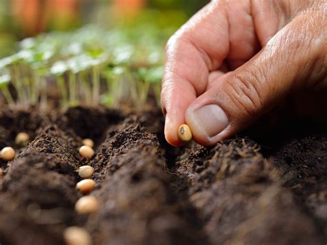 Can You Plant Fresh Seeds: Harvesting And Planting Seeds Same Season