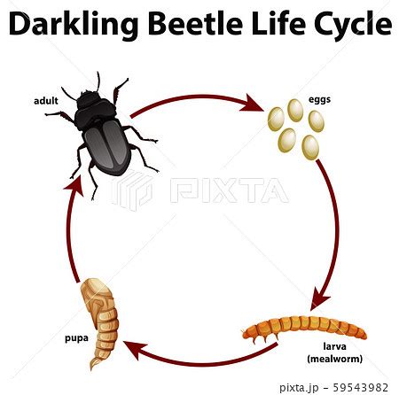 Diagram Showing Life Cycle Of Darkling Beetle | lupon.gov.ph