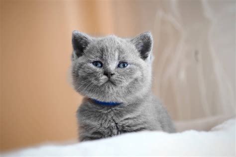 British Shorthair Kittens: Appearance, Personality & More