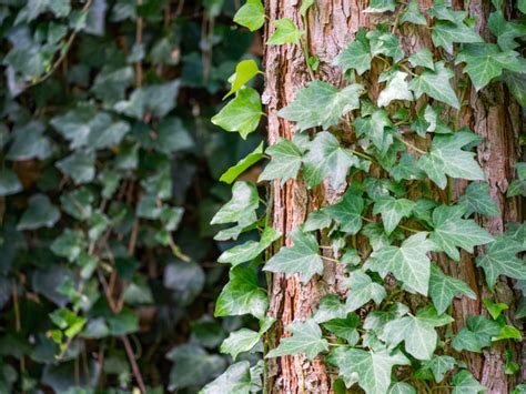 Types Of Thorny Vines