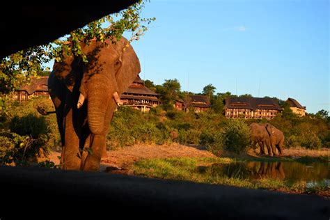 Victoria Falls Safari Lodge - African Welcome Safaris