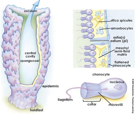 Phylum Porifera | Science notes, Biology memes, Biology notes