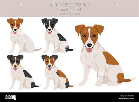 Jack Russel terrier in different poses and coat colors. Smooth coat and ...