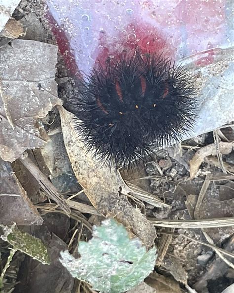 Ball of spikey caterpillars. Not at all cuddly. : r/oddlyterrifying