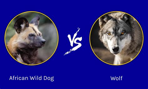 African Wild Dog vs Wolf: Key Differences - A-Z Animals