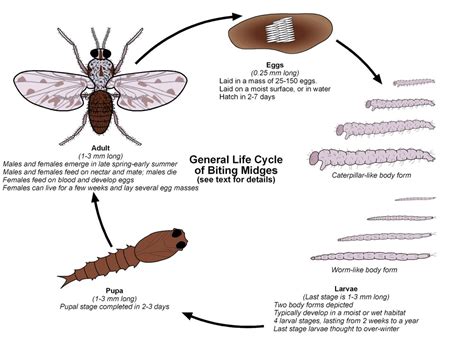 Biting Midges | Public Health and Medical Entomology | Purdue | Biology ...