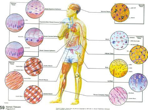 The 4 Types Of Tissues