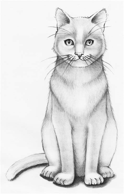 How to Draw a Realistic Cat Step-by-step - Udemy Blog