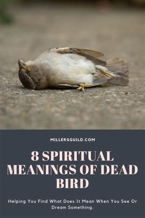 8 Spiritual Meanings of Dead Bird