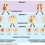 meiosis stages animation : Biological Science Picture Directory ...