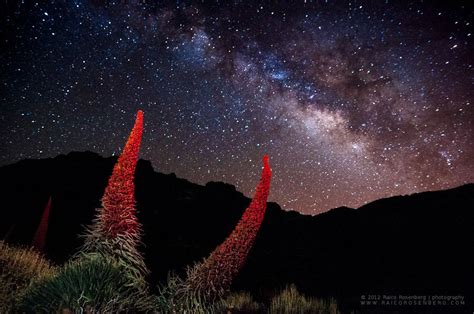 Raico Rosenberg - Tajinaste (Echium Wildpretti) a large flower endemic ...