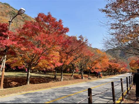 Fall Foliage 1 Day Tours in South Korea – from 79,000 ~ - K stay