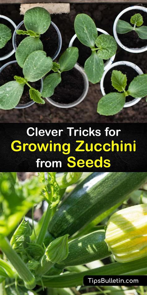 How to Grow Zucchini from Seeds - Comprehensive Guide