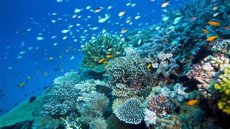 Australia's Great Barrier Reef Is Not Dead...Yet | Condé Nast Traveler