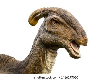 Parasaurolophus Head Parasaurolophus Genus Herbivorous Ornithopod Stock ...