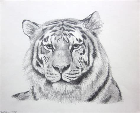 Tiger Face Sketch at PaintingValley.com | Explore collection of Tiger ...