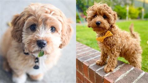 Cavoodle Archives - Poodle Mix Club