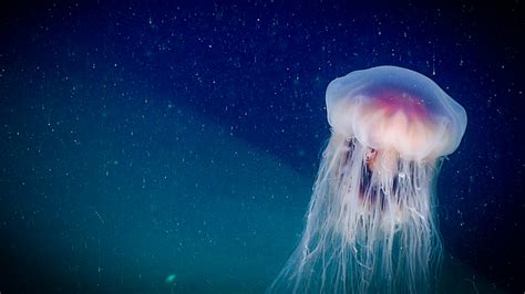 Fact vs. fiction: 3 things you thought you knew about jellyfish ...