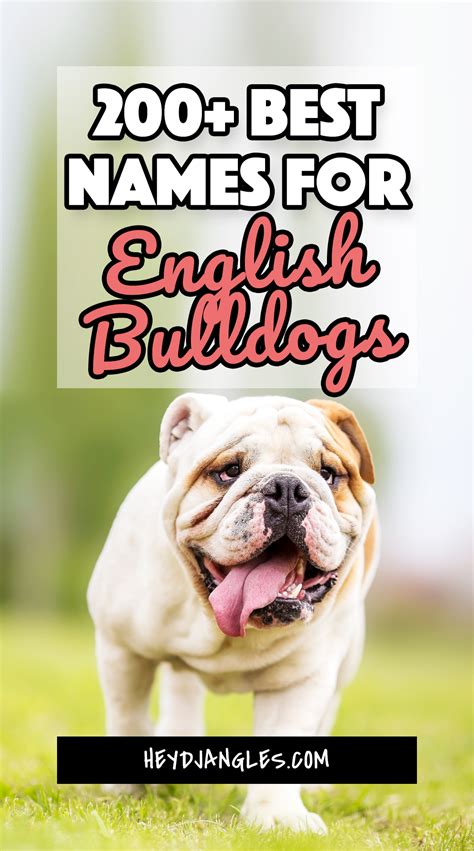 200+ Best Names for English Bulldogs (Male and Female) - Hey, Djangles.