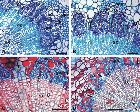 Anatomy of the vascular bundles. LM images of cross sections taken ...