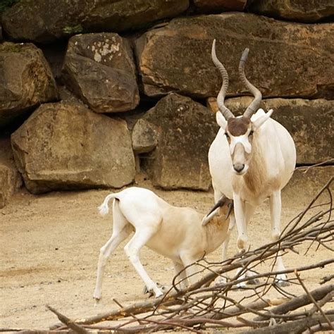 Africa Sahara Desert Animals