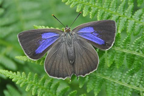 Purple Hairstreak | Dorset Butterflies