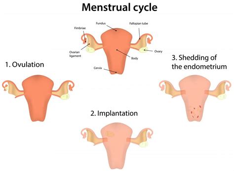 What is the Endometrium? (with pictures)