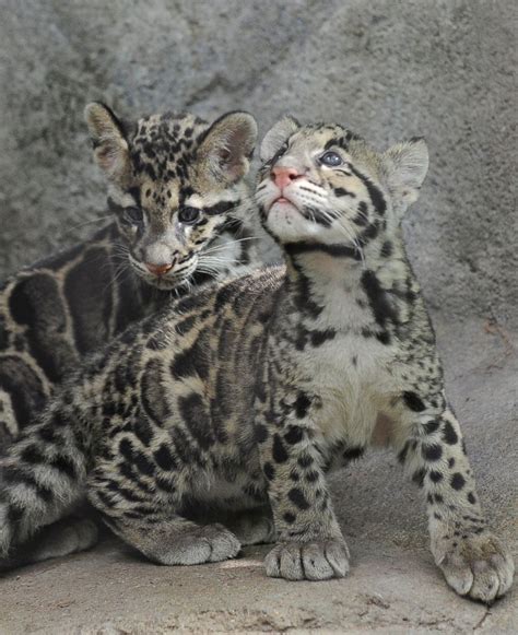 Clouded Leopard Cubs Check Out Their New Digs Picture | Cutest baby ...