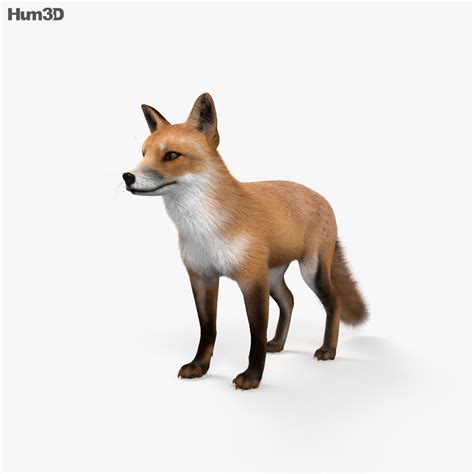 Animated European Red Fox 3D model - Download Mammals on 3DModels.org