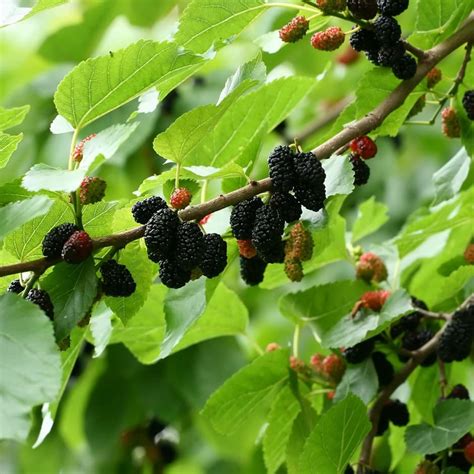 Morus 'Black' Mulberry (Dwarf) 6" Pot - Hello Hello Plants