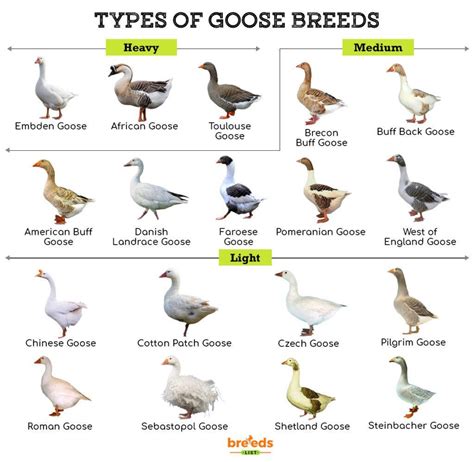 Geese Breeds - Facts, Types, and Pictures