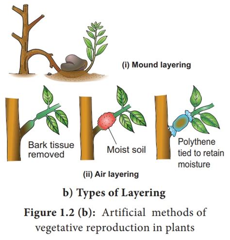 Artificial Vegetative methods - Disadvantages and Disadvantages ...