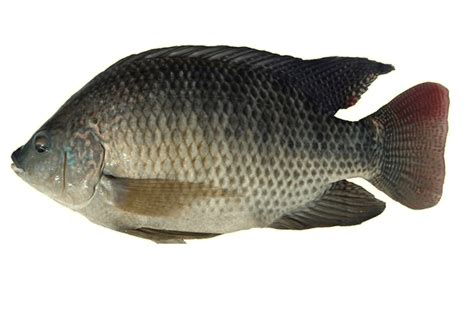 Tilapia Benefits - Prevents Arthritis, Prostate Cancer And Ageing