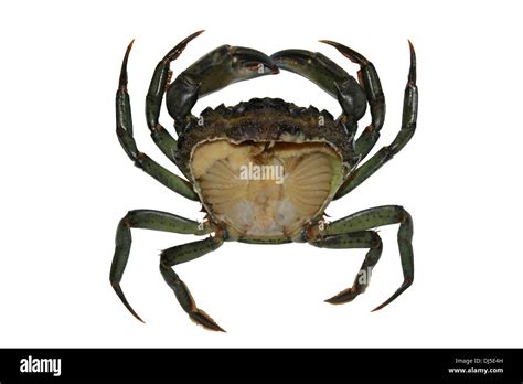 Common Shore Crab Carcinus maenas With Removed Carapace Exposing the ...