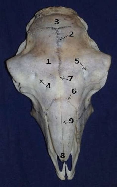 Photograph of the skull of Mehraban sheep which terminated into a sharp ...