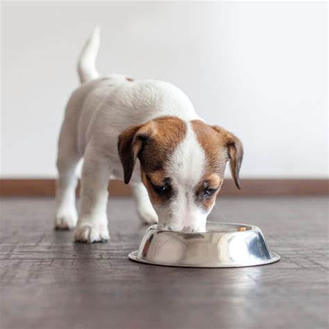 Human Foods That Are Actually Good for Your Dog | Taste of Home