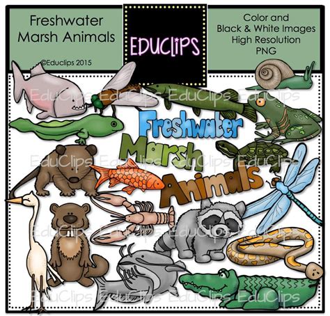 Freshwater Marsh Animals Clip Art Bundle | Etsy